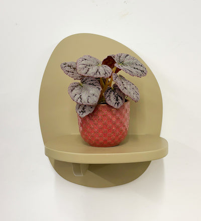 Mini Begonia rex Chayo & Pot