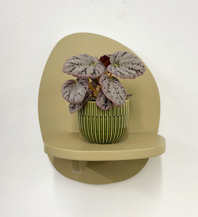 Mini Begonia rex Chayo & Pot