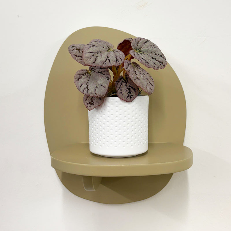Mini Begonia rex Chayo & Pot