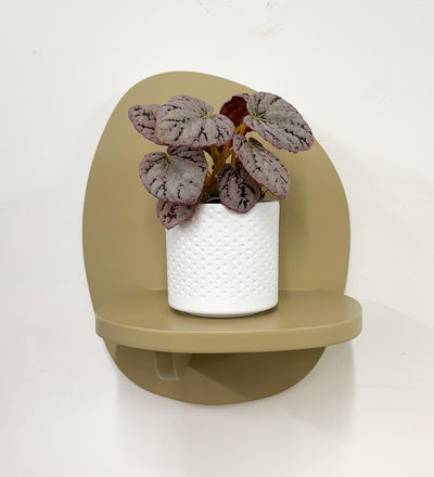 Mini Begonia rex Chayo & Pot