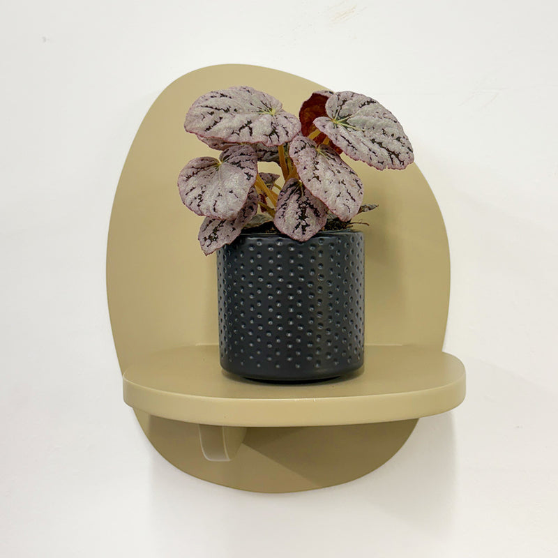Mini Begonia rex Chayo & Pot