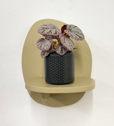 Mini Begonia rex Chayo & Pot