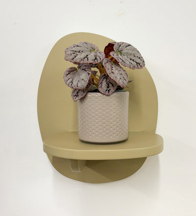 Mini Begonia rex Chayo & Pot