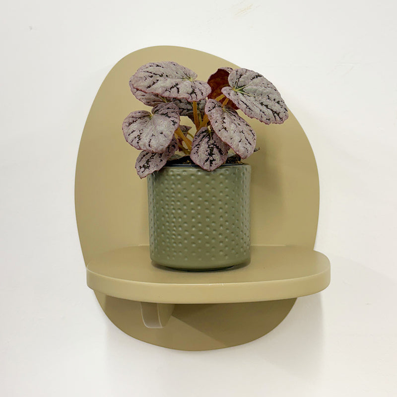 Mini Begonia rex Chayo & Pot