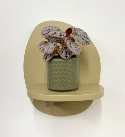 Mini Begonia rex Chayo & Pot