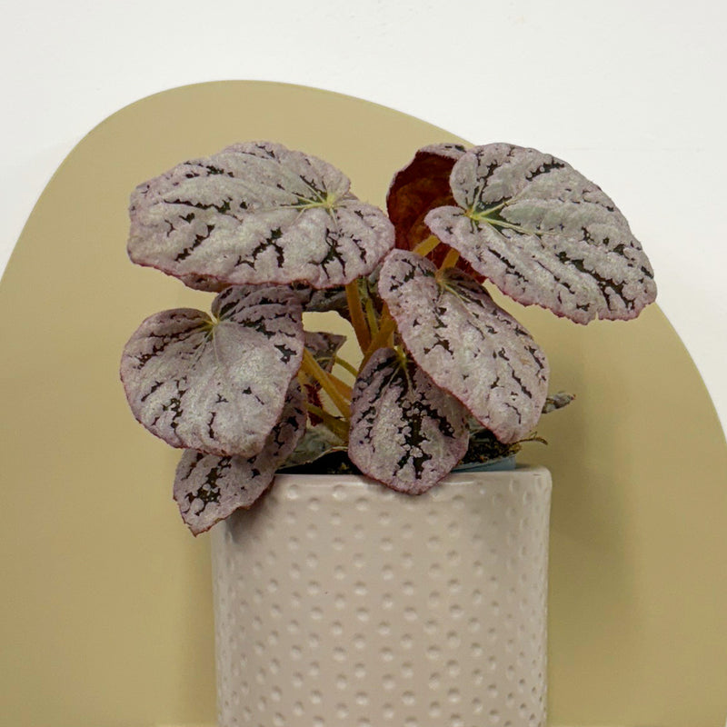 Mini Begonia rex Chayo & Pot