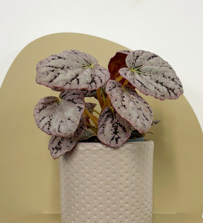 Mini Begonia rex Chayo & Pot