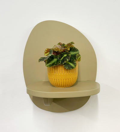 Mini Begonia Cleopatra & Pot