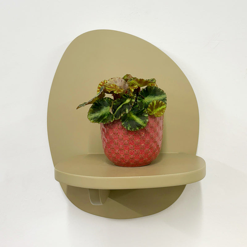 Mini Begonia Cleopatra & Pot
