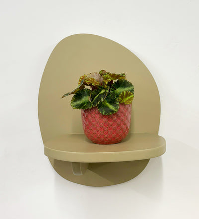 Mini Begonia Cleopatra & Pot