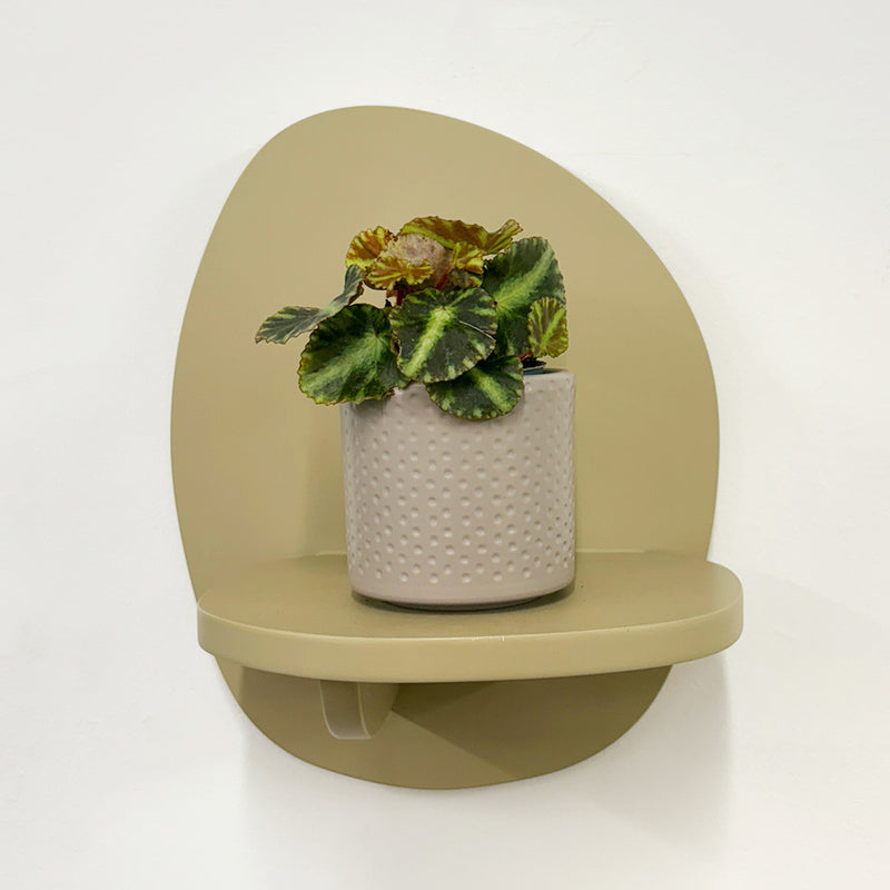 Mini Begonia Cleopatra & Pot