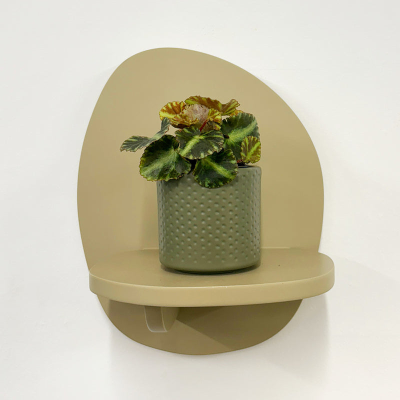 Mini Begonia Cleopatra & Pot
