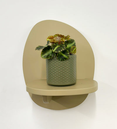 Mini Begonia Cleopatra & Pot