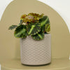 Mini Begonia Cleopatra & Pot