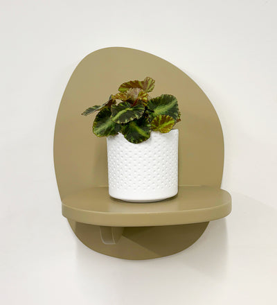 Mini Begonia Cleopatra & Pot