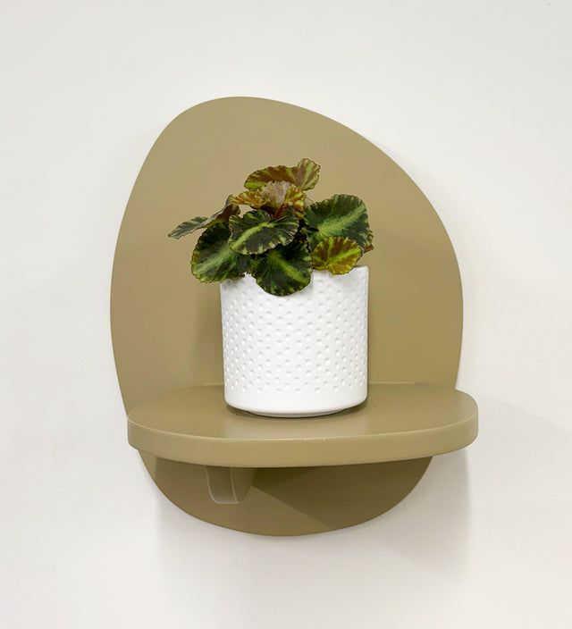 Mini Begonia Cleopatra & Pot