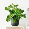 Variegated Prayer Plant & Pot