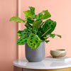 Variegated Prayer Plant & Pot
