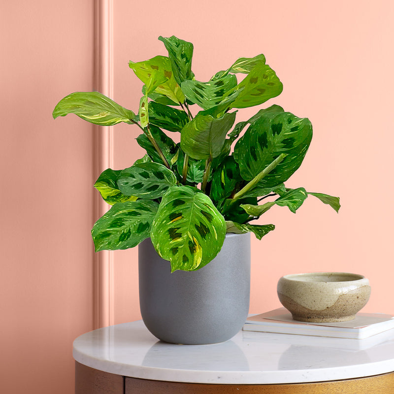 Variegated Prayer Plant & Pot