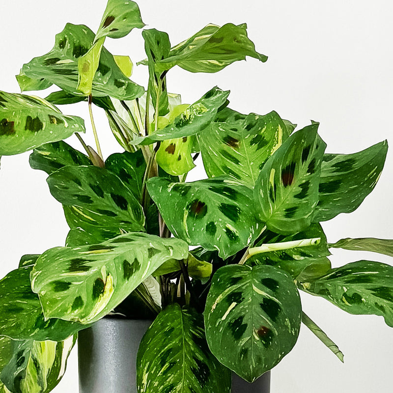 Variegated Prayer Plant & Pot