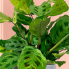 Maranta Fiesta & Pot
