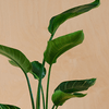 Bird of Paradise & Pot