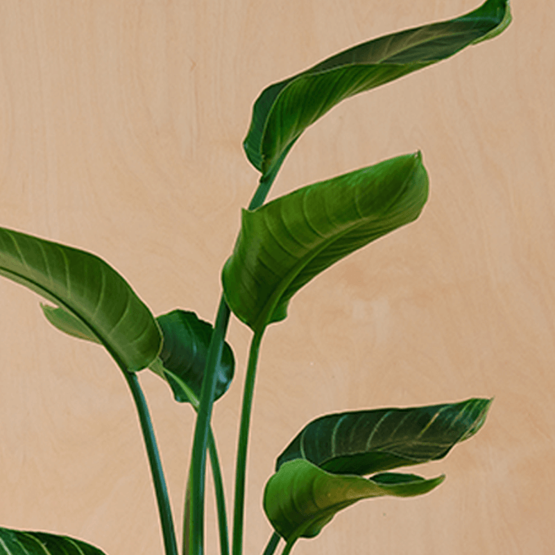 Bird of Paradise & Pot