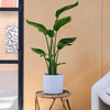 Bird of Paradise & Pot