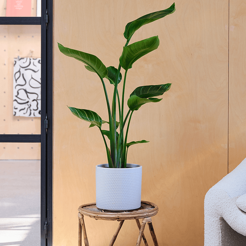 Bird of Paradise & Pot