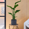Bird of Paradise & Pot