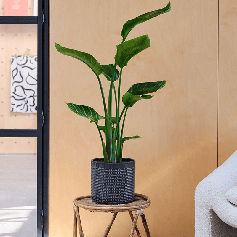 Bird of Paradise & Pot