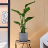 Bird of Paradise & Pot