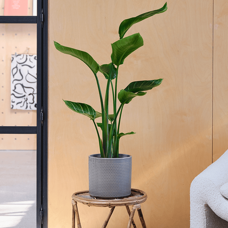 Bird of Paradise & Pot