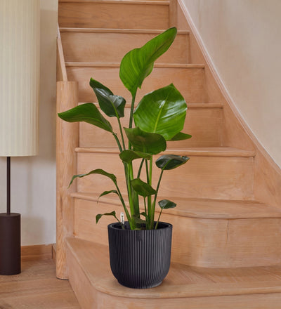 Bird of Paradise & Self-watering Pot