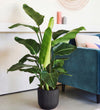 Bird of Paradise & Self-watering Pot