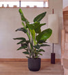 Bird of Paradise & Self-watering Pot