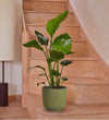 Bird of Paradise & Self-watering Pot