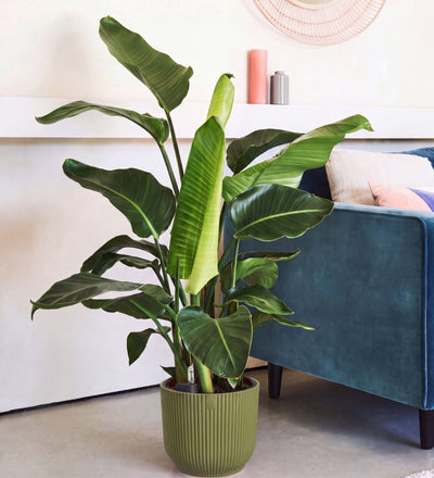 Bird of Paradise & Self-watering Pot