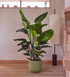 Bird of Paradise & Self-watering Pot