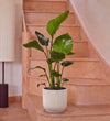 Bird of Paradise & Self-watering Pot