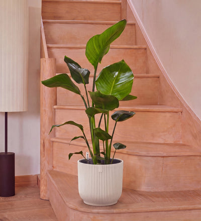 Bird of Paradise & Self-watering Pot