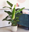 Bird of Paradise & Self-watering Pot