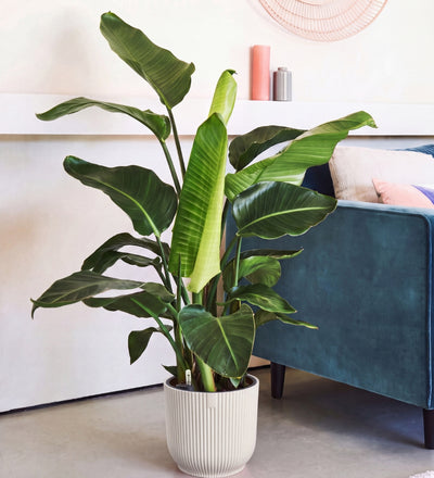 Bird of Paradise & Self-watering Pot