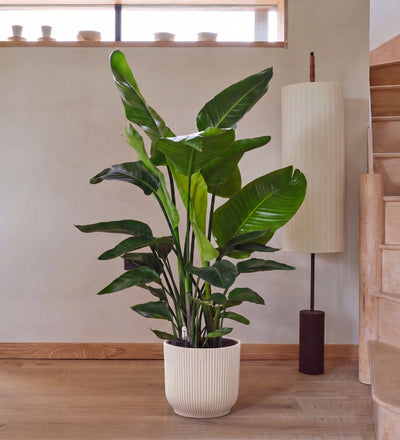 Bird of Paradise & Self-watering Pot