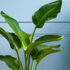 Bird of Paradise & Pot