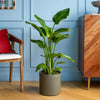 Bird of Paradise & Pot