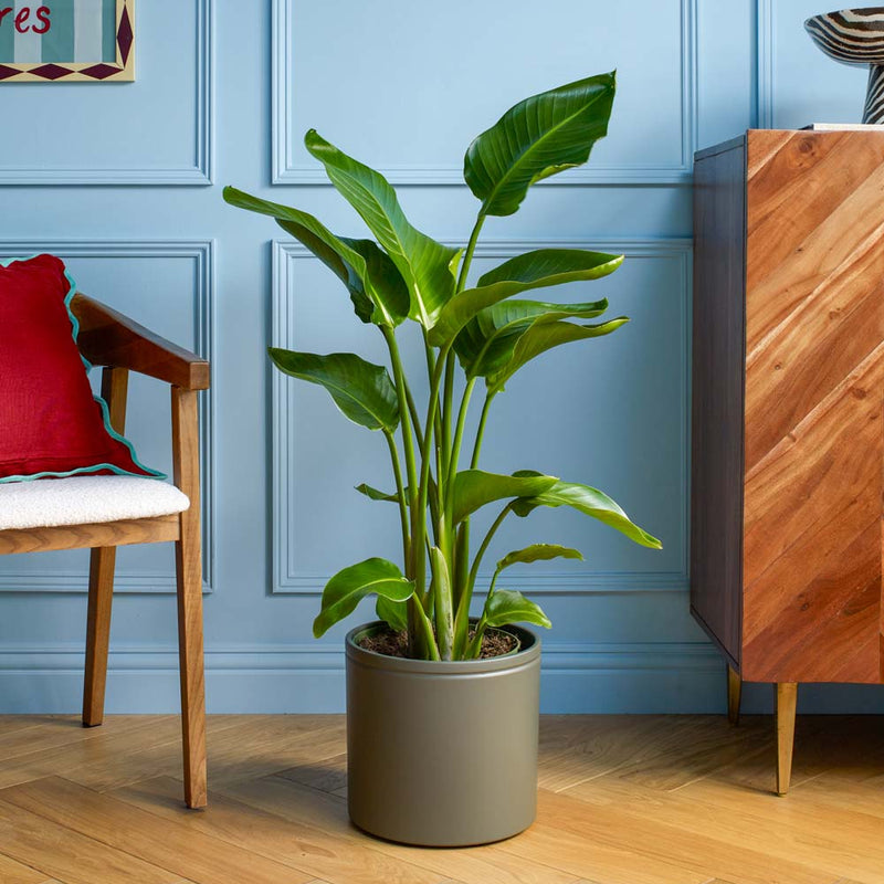Bird of Paradise & Pot