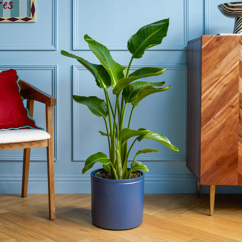 Bird of Paradise & Pot