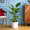Bird of Paradise & Pot