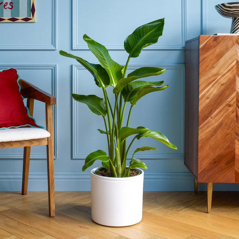 Bird of Paradise & Pot
